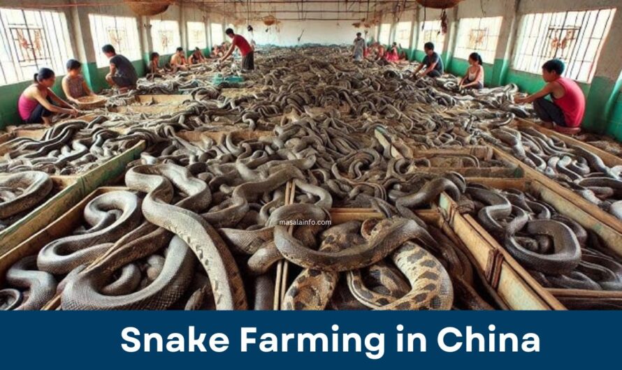 The Rise of Snake Farming in China: Benefits, Uses, and Global Trade Explained